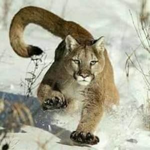 Meet your Posher, Hector